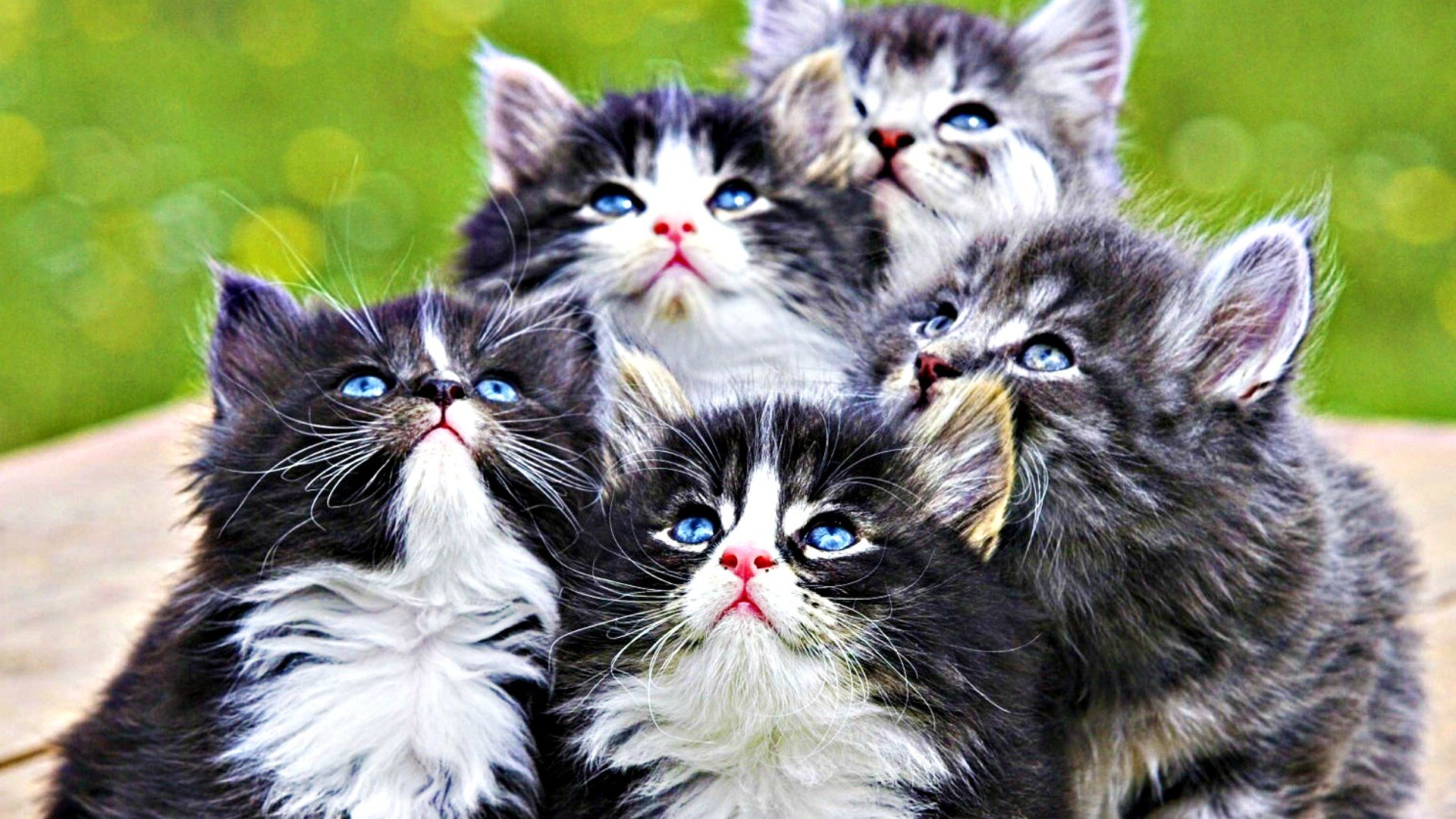 Awesome Kitten free wallpaper ID:427400 for 1080p desktop