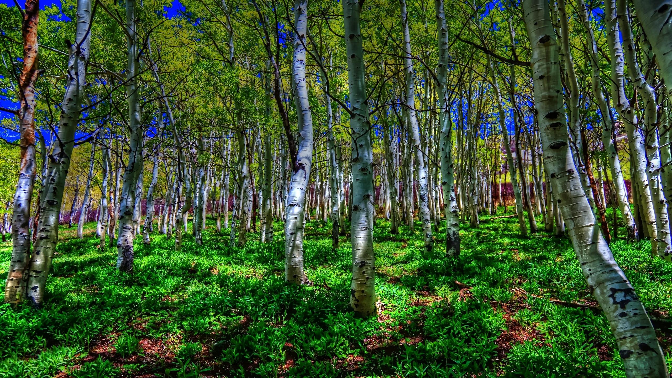 Awesome Birch free background ID:104986 for hd 2560x1440 PC
