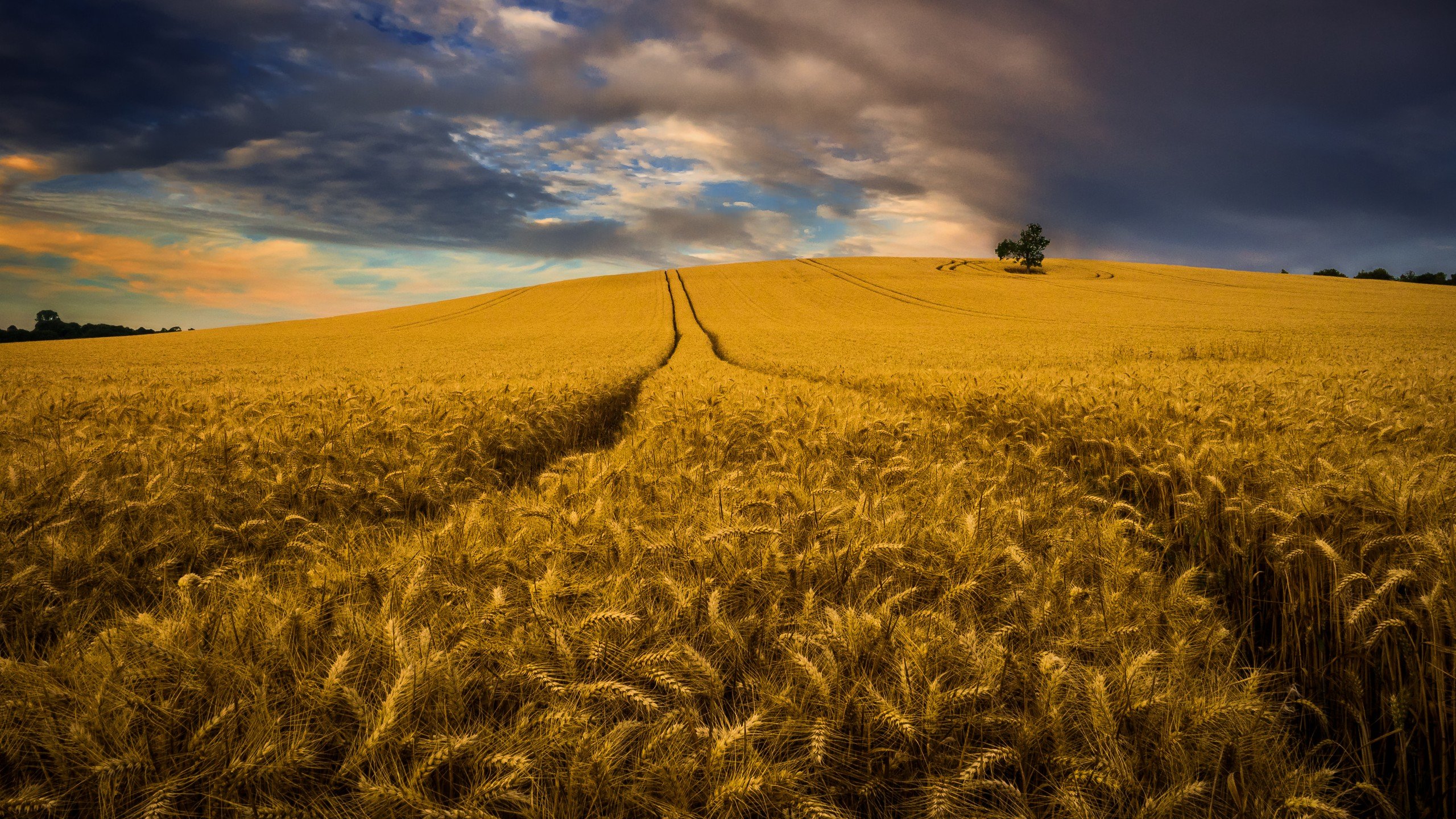 Best Cornfield background ID:165946 for High Resolution hd 2560x1440 computer