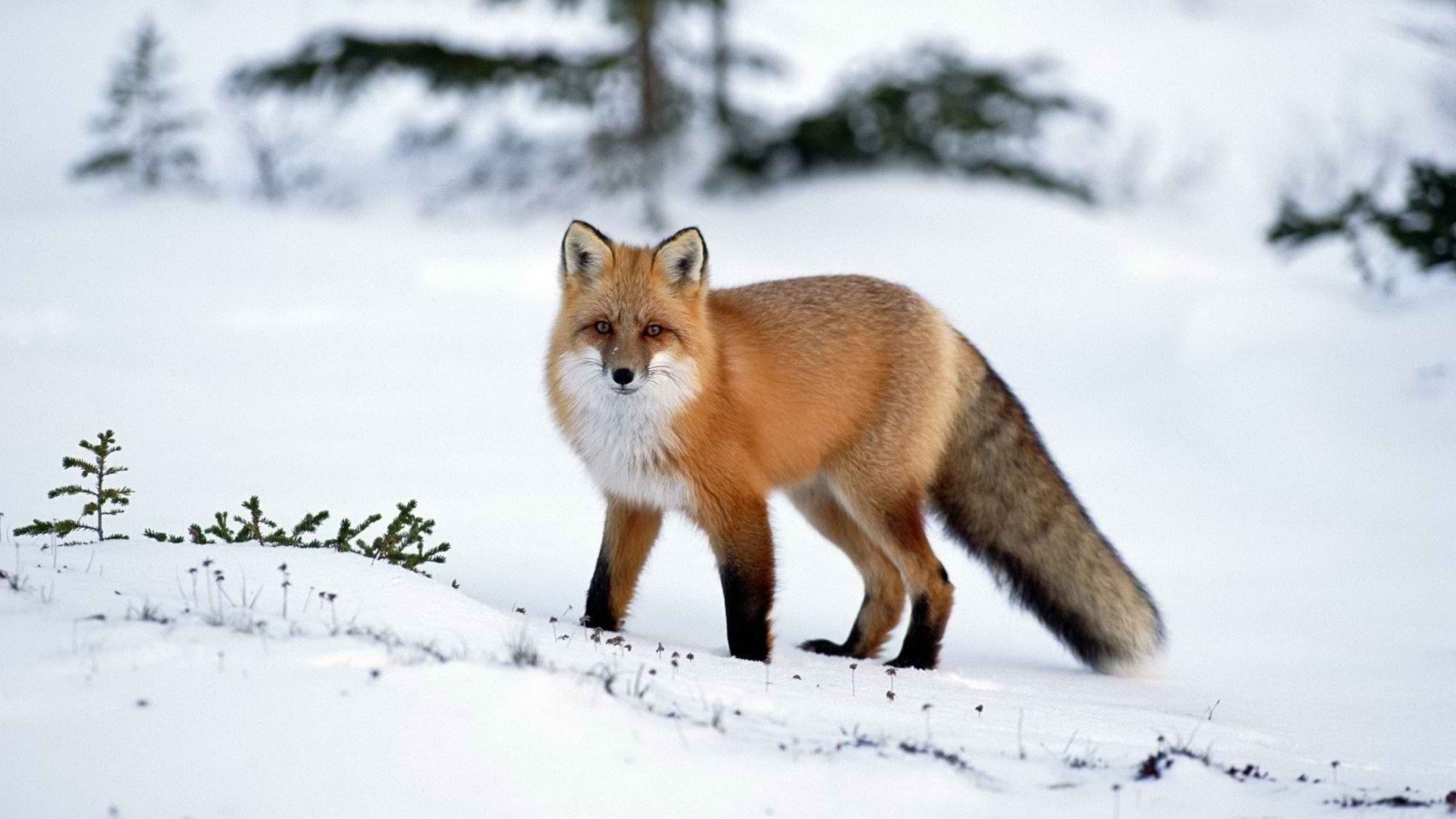 Free Fox high quality background ID:58725 for hd 1920x1080 PC