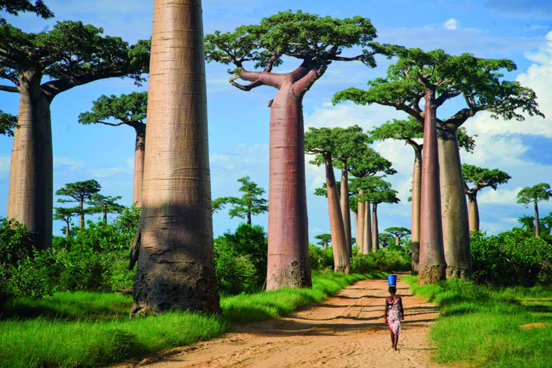 Free Baobab Tree high quality background ID:274534 for hd 1920x1280 PC
