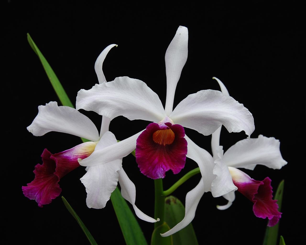 Awesome Orchid free wallpaper ID:449392 for hd 1280x1024 computer