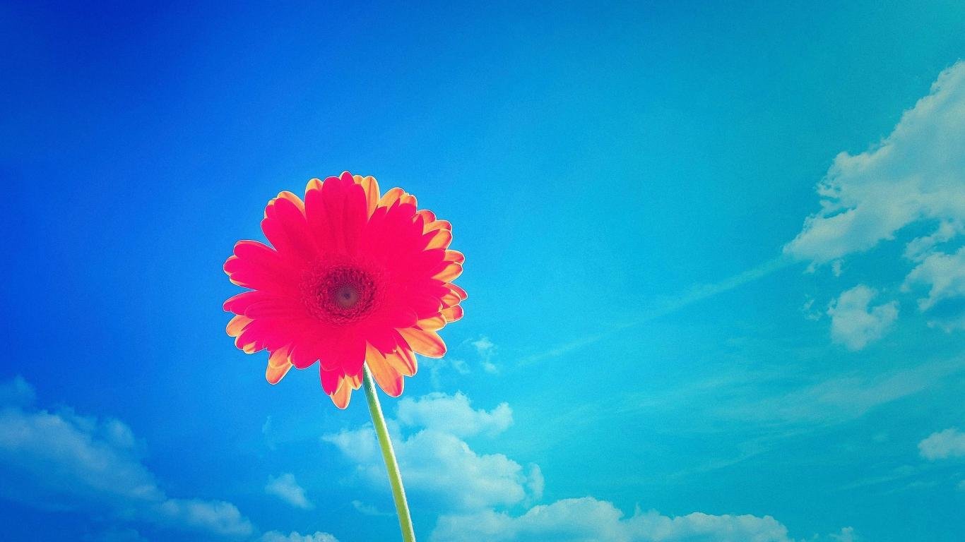 Free Gerbera high quality background ID:119603 for 1366x768 laptop PC