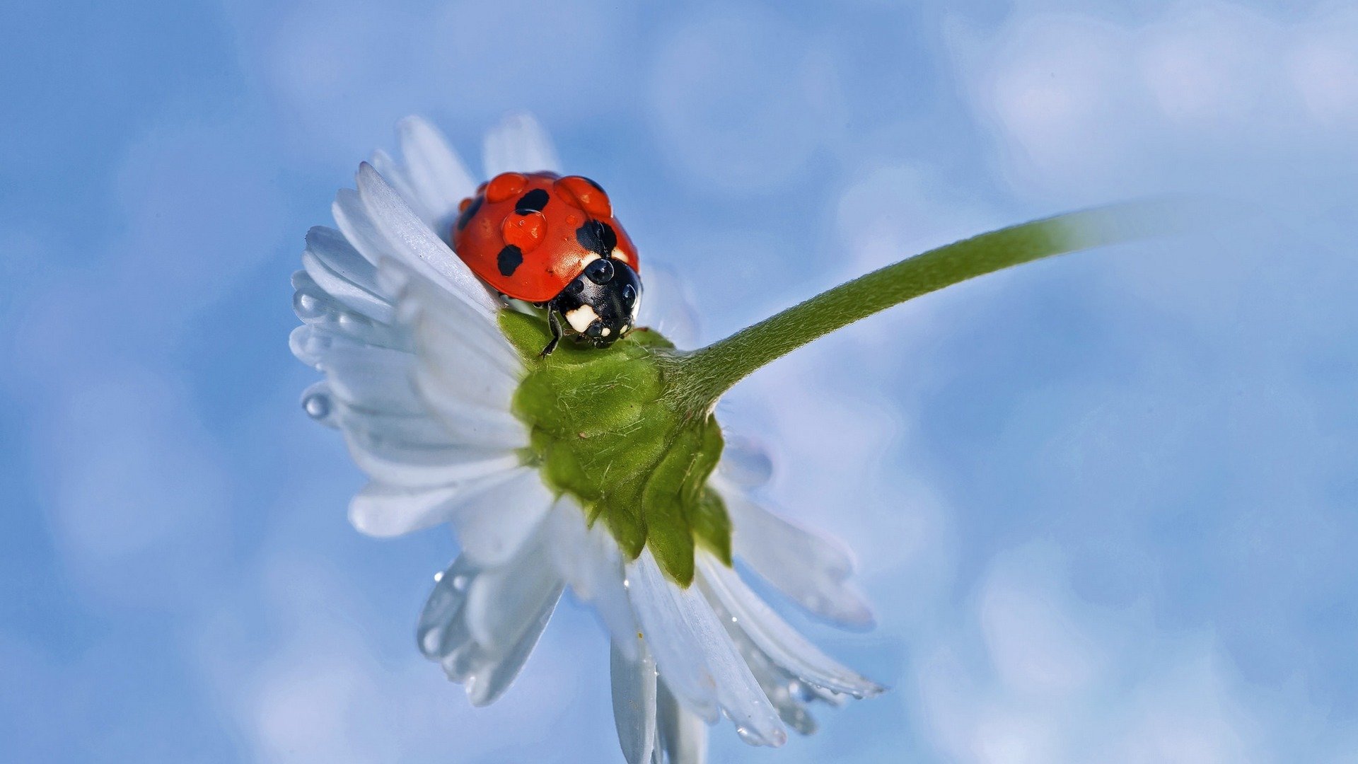 Awesome Ladybug free wallpaper ID:270520 for 1080p computer