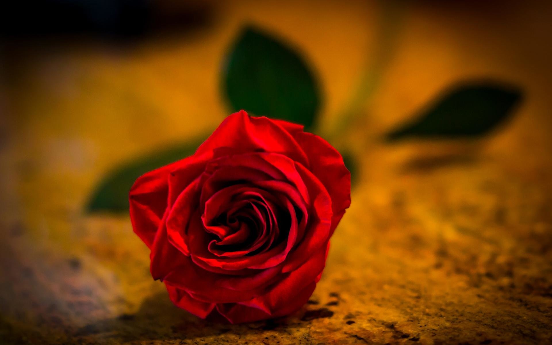 Awesome Rose free background ID:472902 for hd 1920x1200 computer