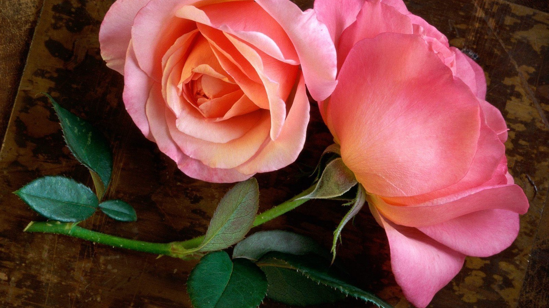 Best Rose wallpaper ID:472102 for High Resolution 1080p computer