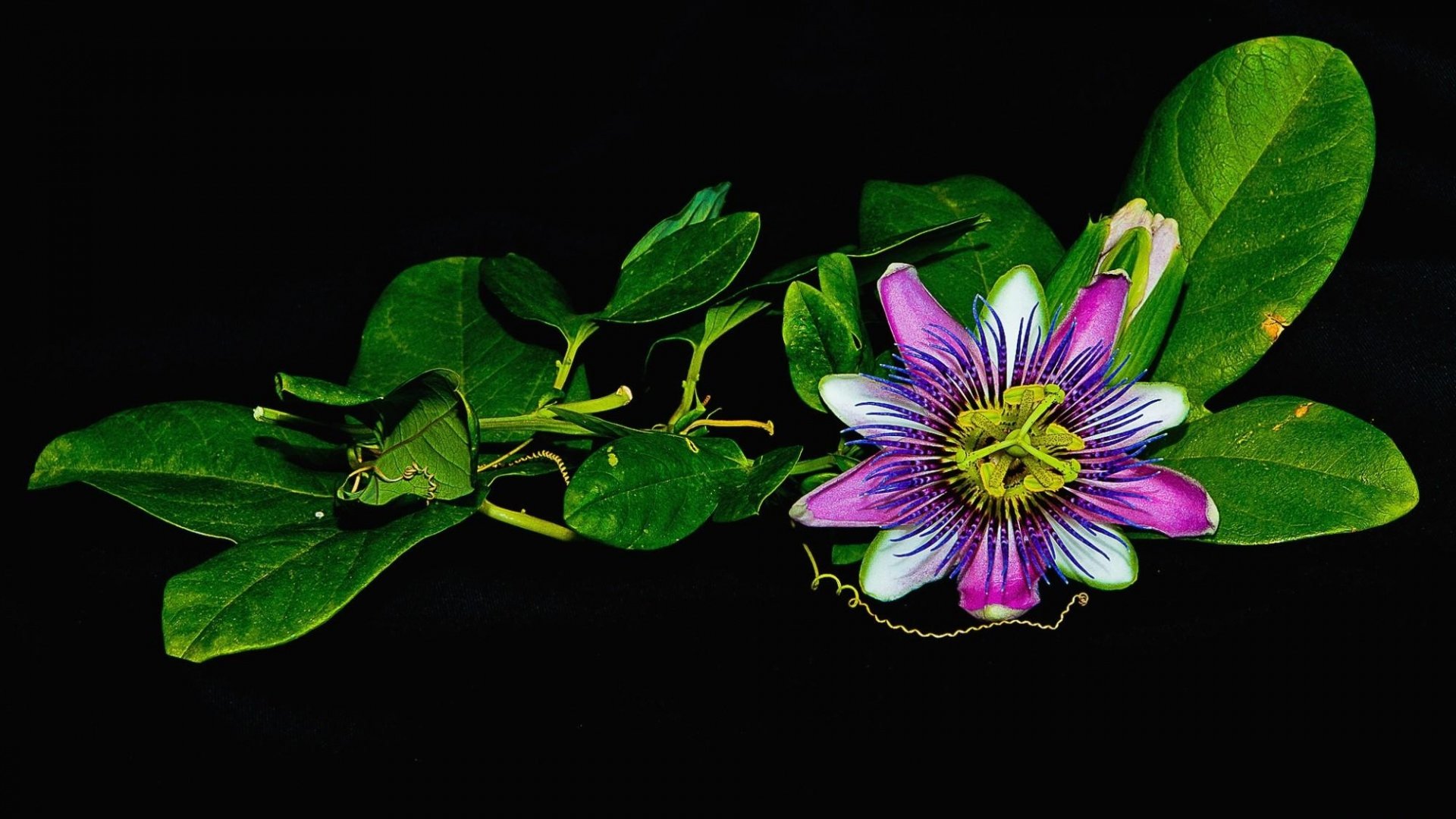 Awesome Passion Flower free wallpaper ID:401245 for hd 1920x1080 computer