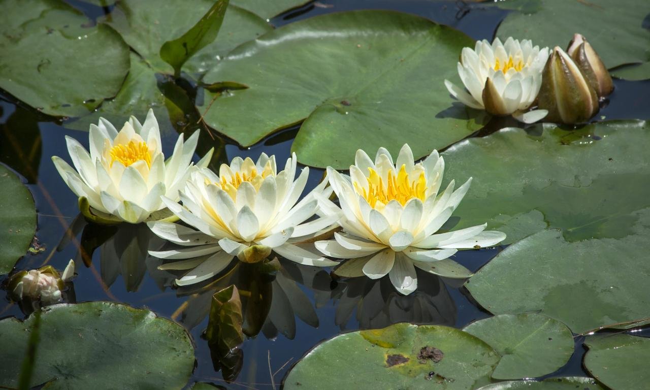 Free Water Lily high quality wallpaper ID:366190 for hd 1280x768 computer