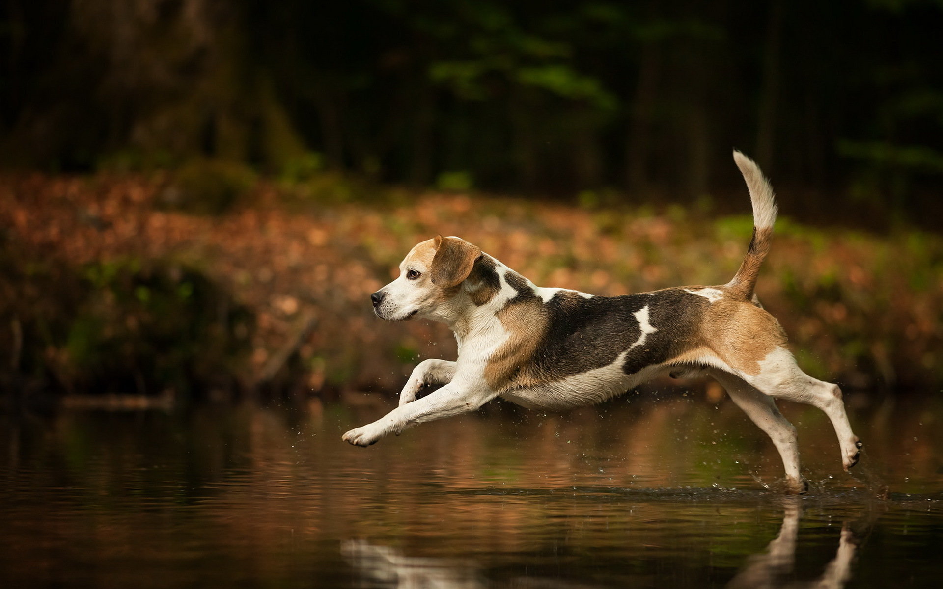 Awesome Beagle free background ID:294249 for hd 1920x1200 desktop