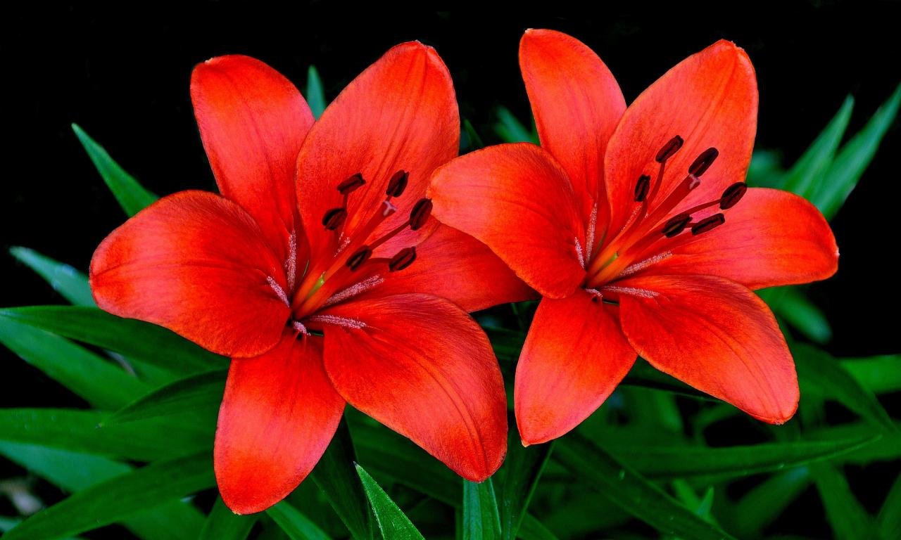 Download hd 1280x768 Lily PC background ID:132026 for free