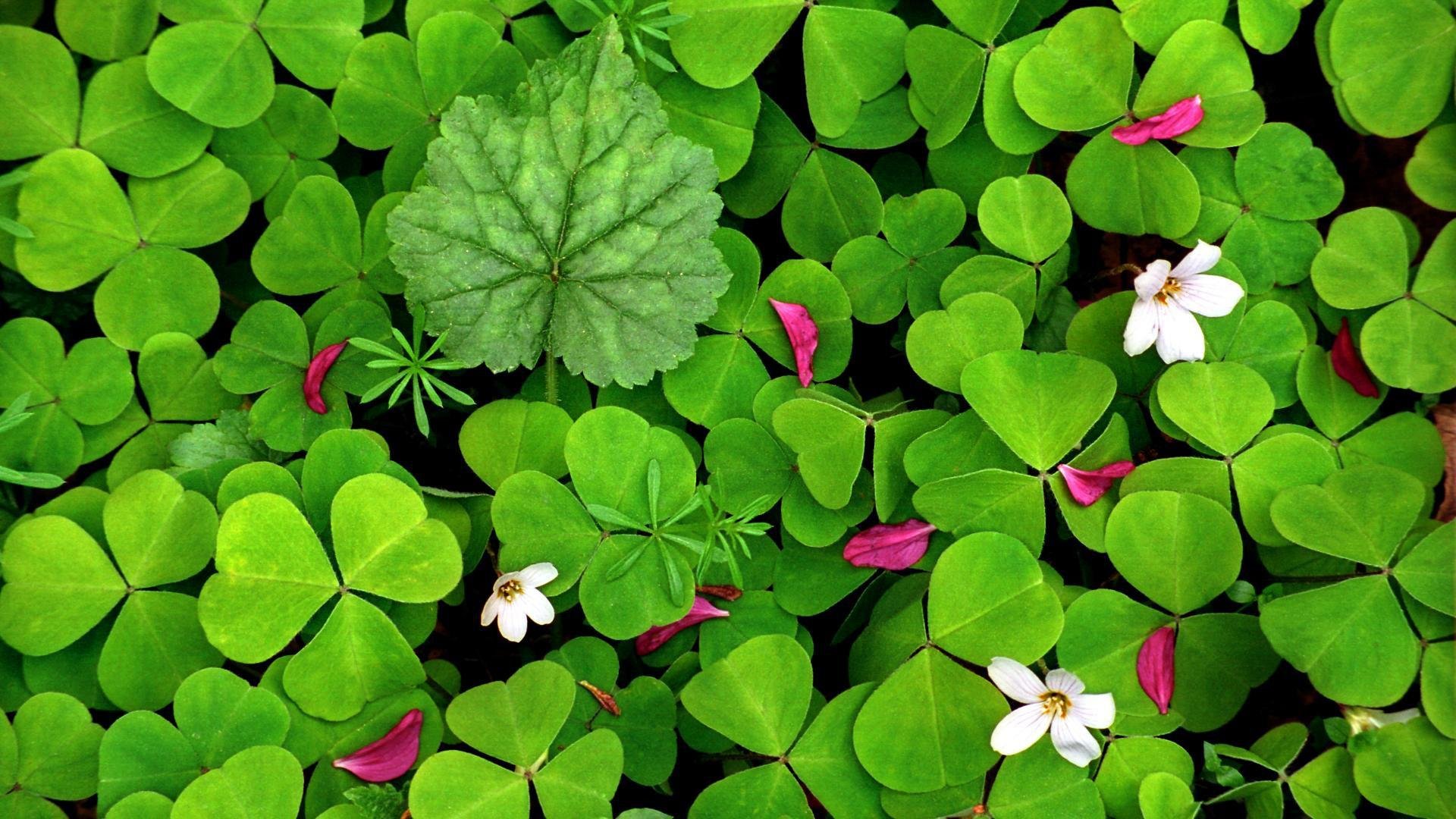Free Clover & shamrock high quality background ID:65834 for full hd 1080p computer
