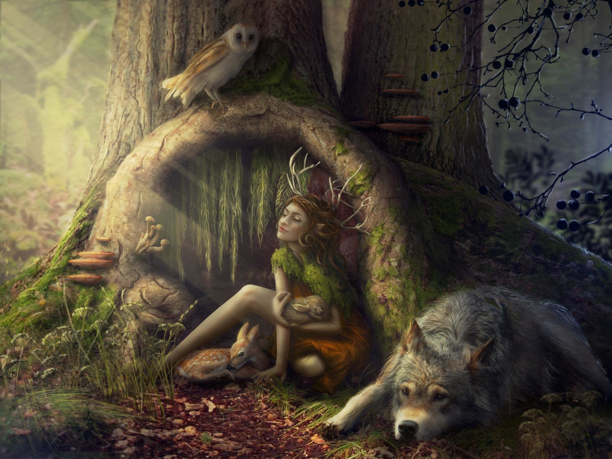 Free download Fantasy forest background ID:20354 hd 2048x1536 for PC