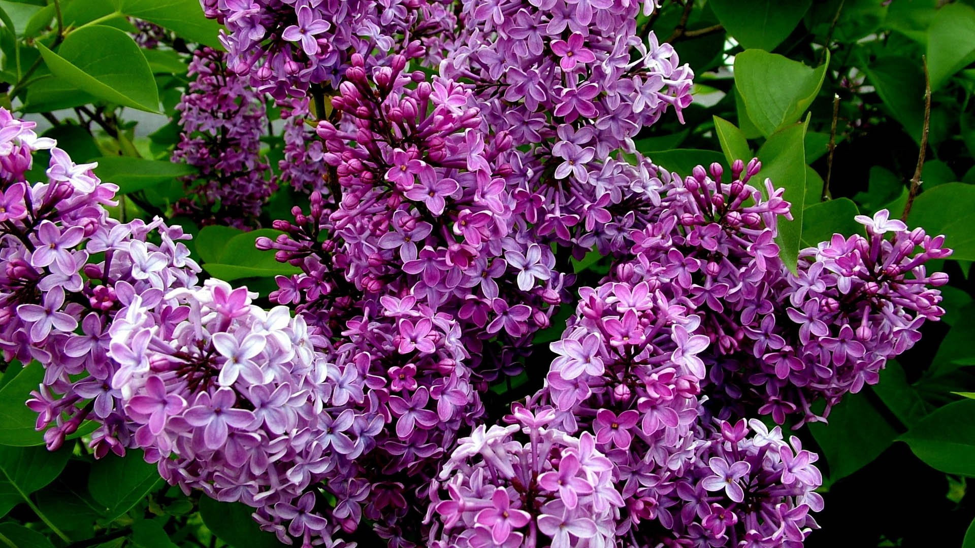 High resolution Lilac 1080p wallpaper ID:276186 for computer