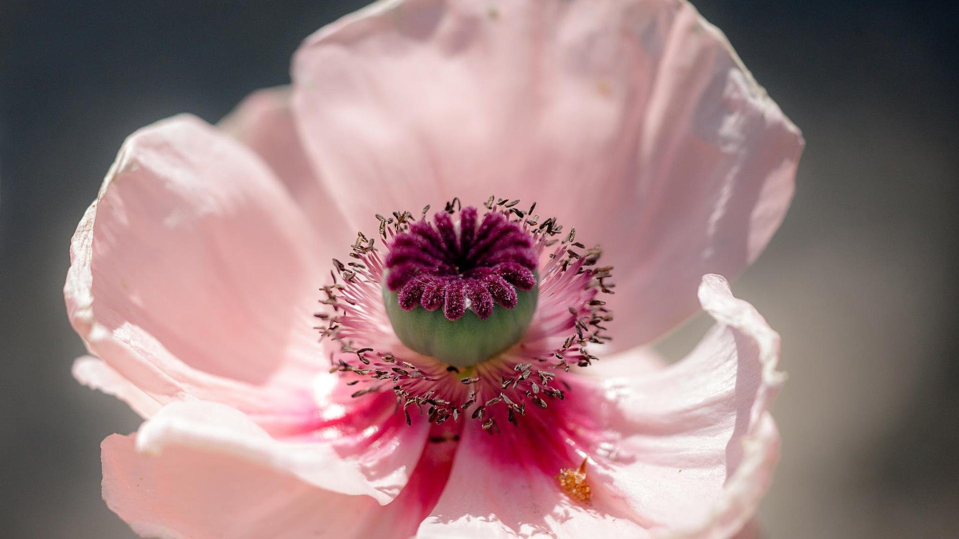 Free download Poppy wallpaper ID:99870 1080p for computer