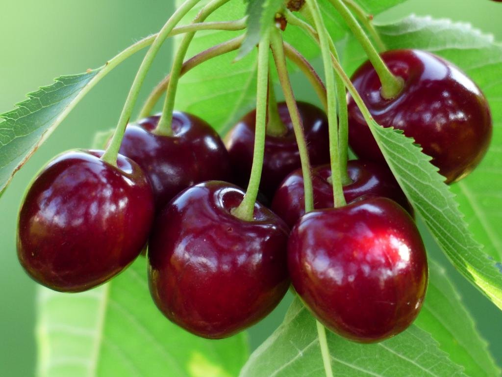 High resolution Cherry hd 1024x768 background ID:141934 for computer