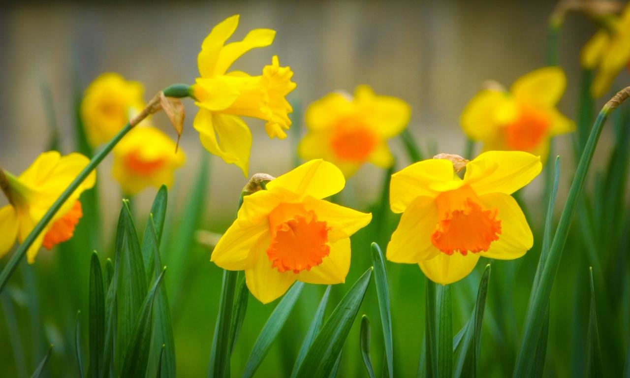 Download hd 1280x768 Daffodil computer background ID:375722 for free