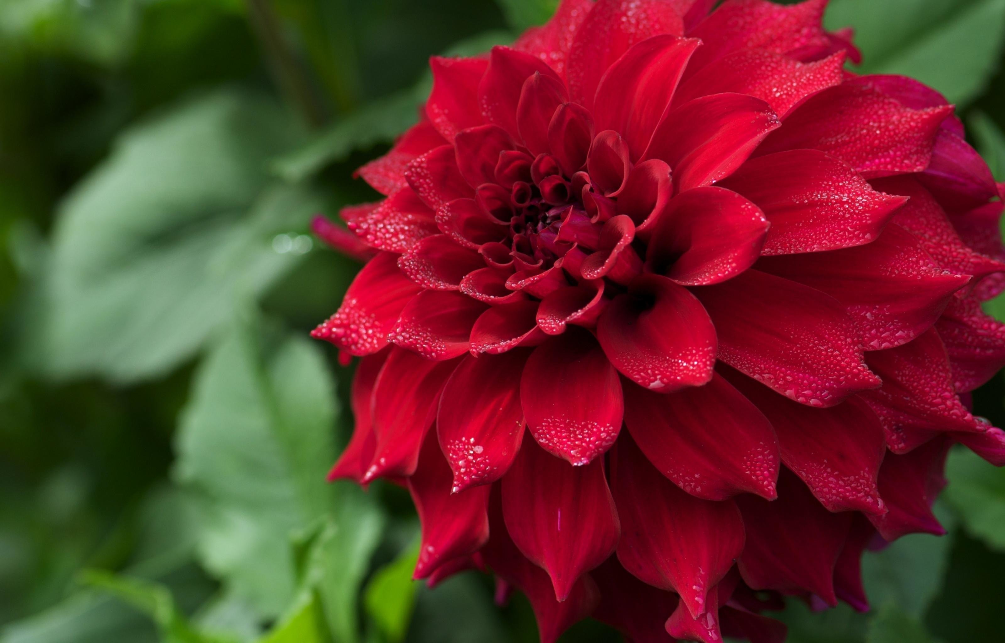 Awesome Dahlia free background ID:174644 for hd 3200x2048 desktop