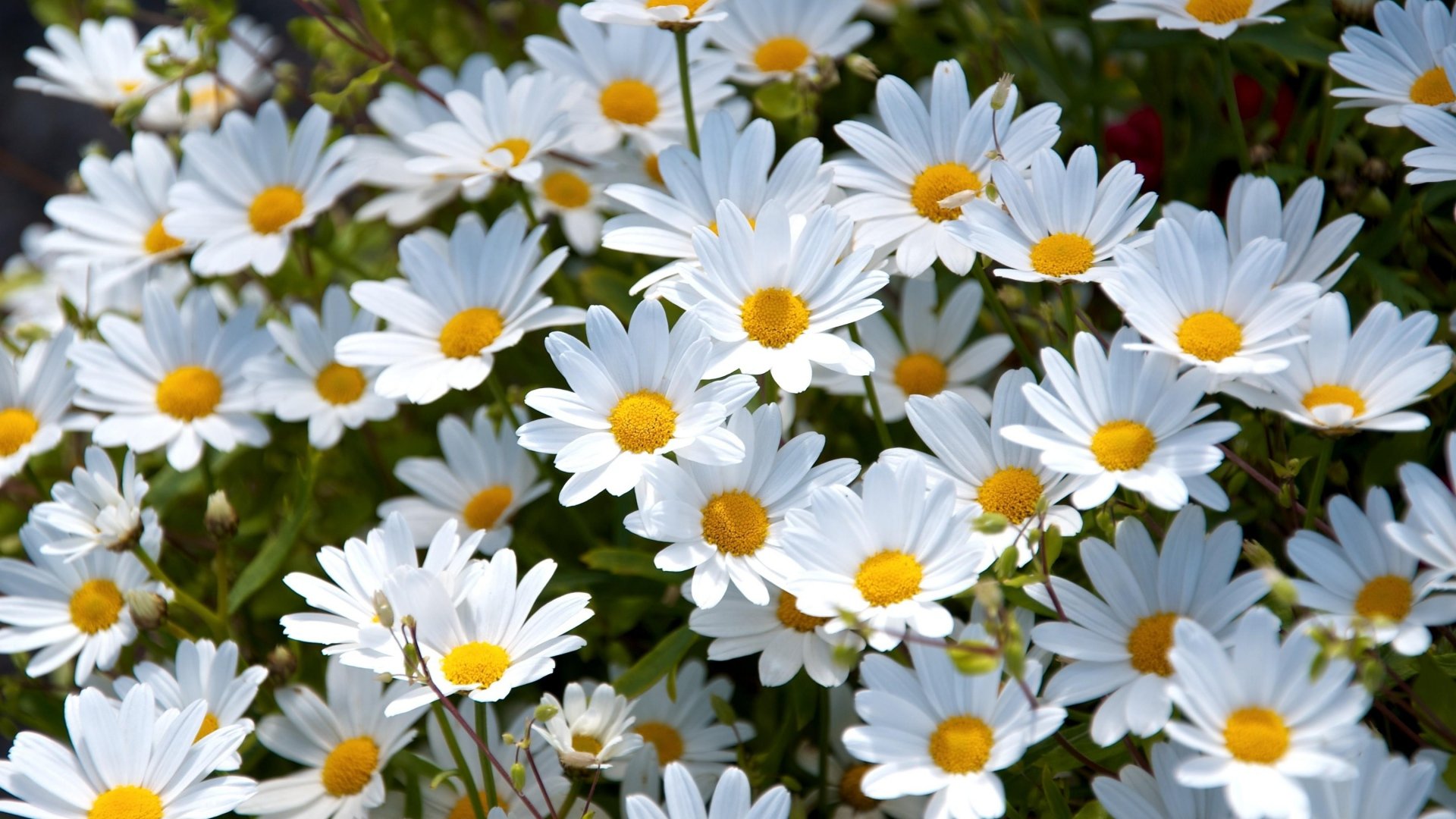 Awesome Daisy free background ID:363279 for full hd 1080p computer