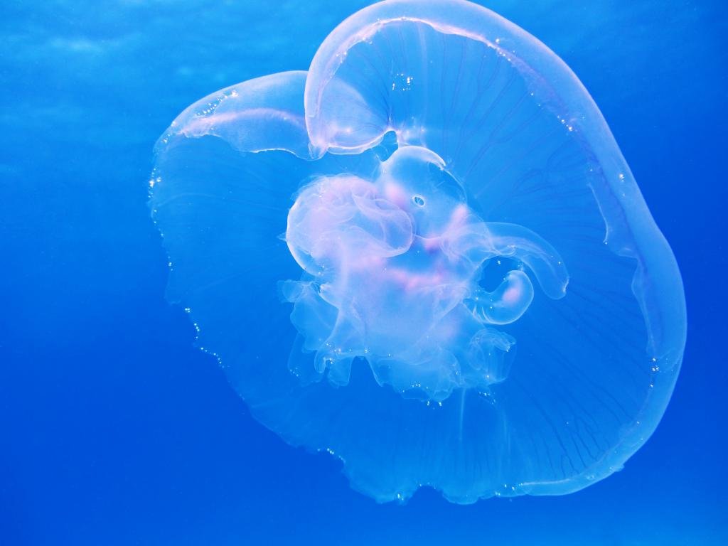 Best Jellyfish wallpaper ID:199793 for High Resolution hd 1024x768 computer