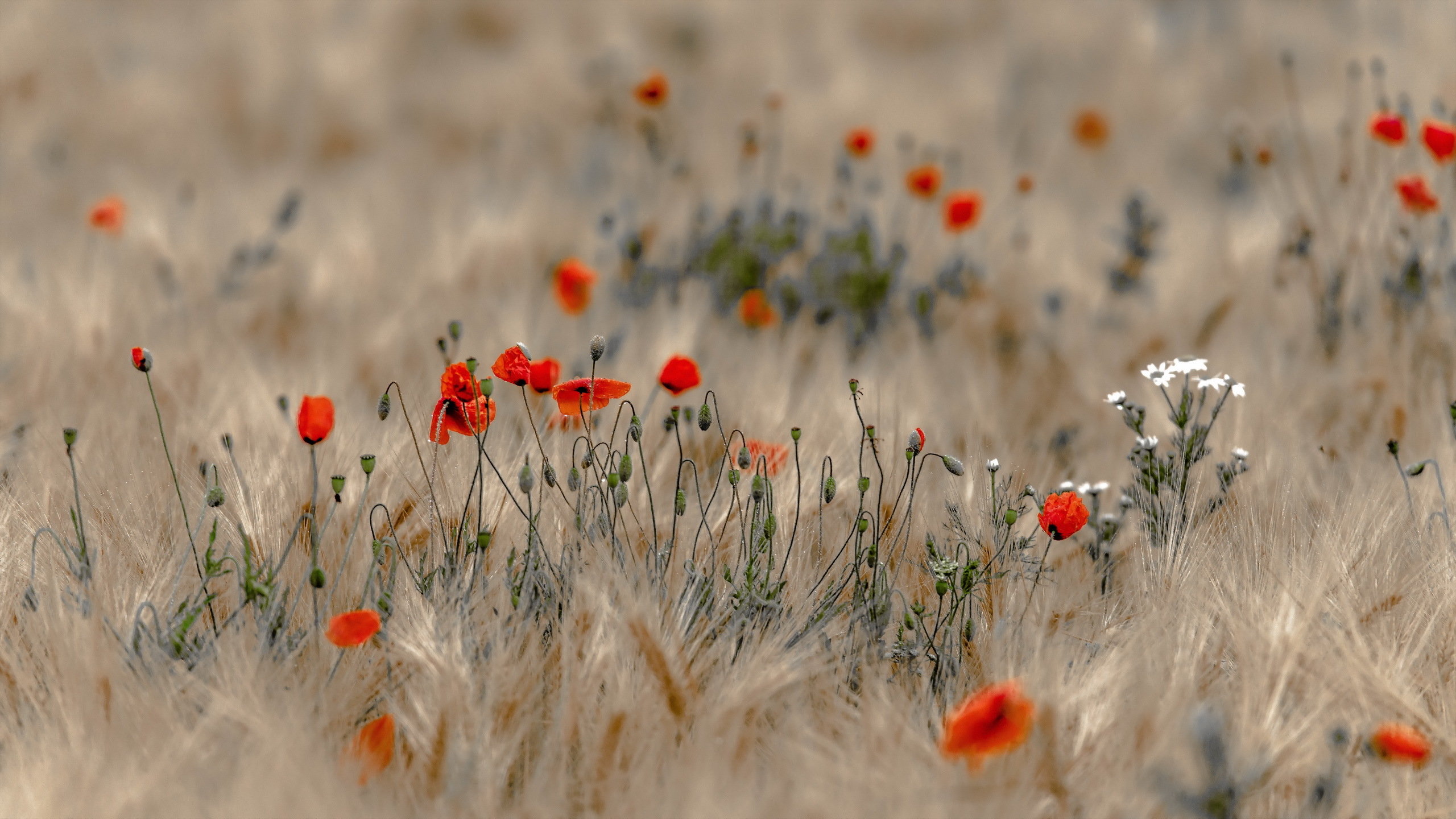 Free download Poppy wallpaper ID:99868 hd 2560x1440 for computer
