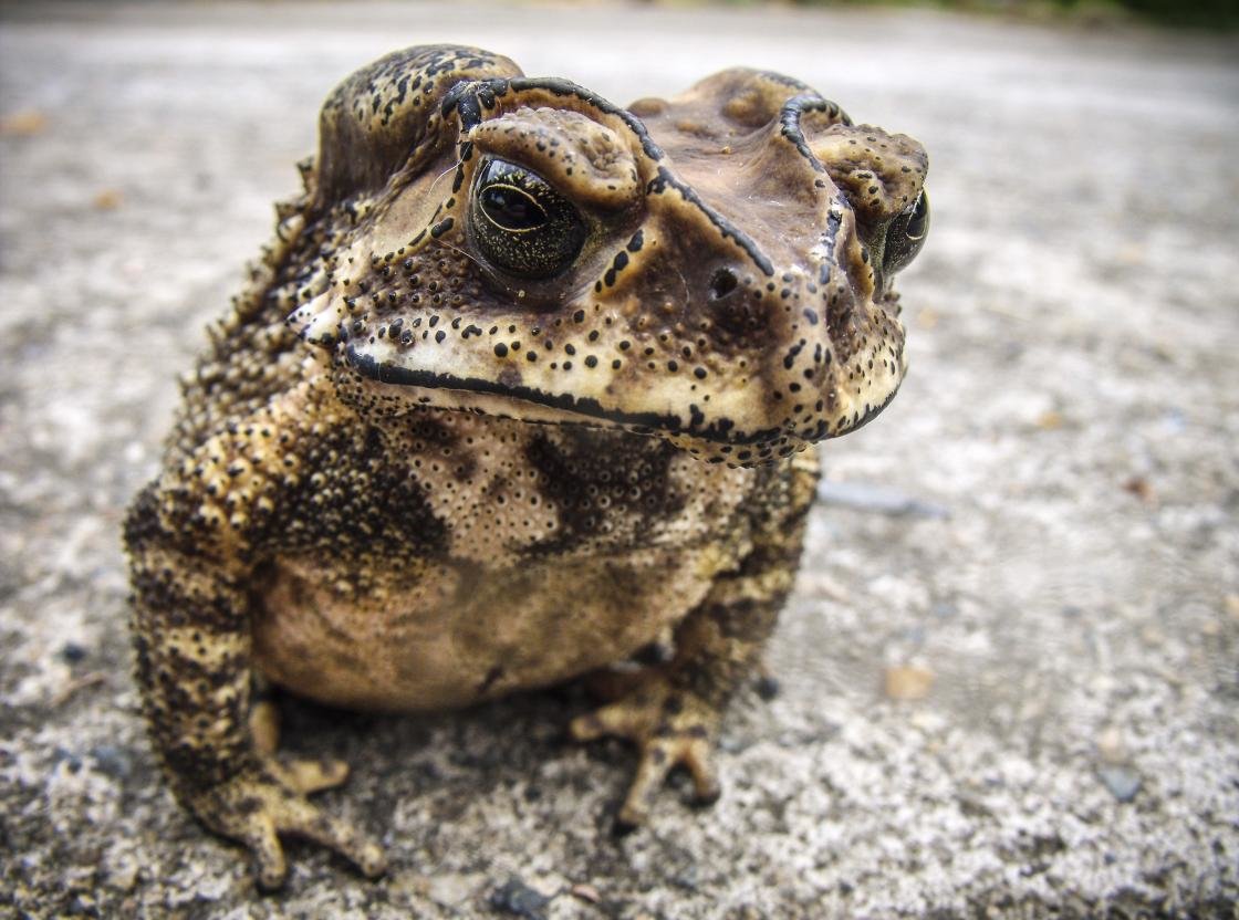 Awesome Toad free wallpaper ID:58493 for hd 1120x832 PC