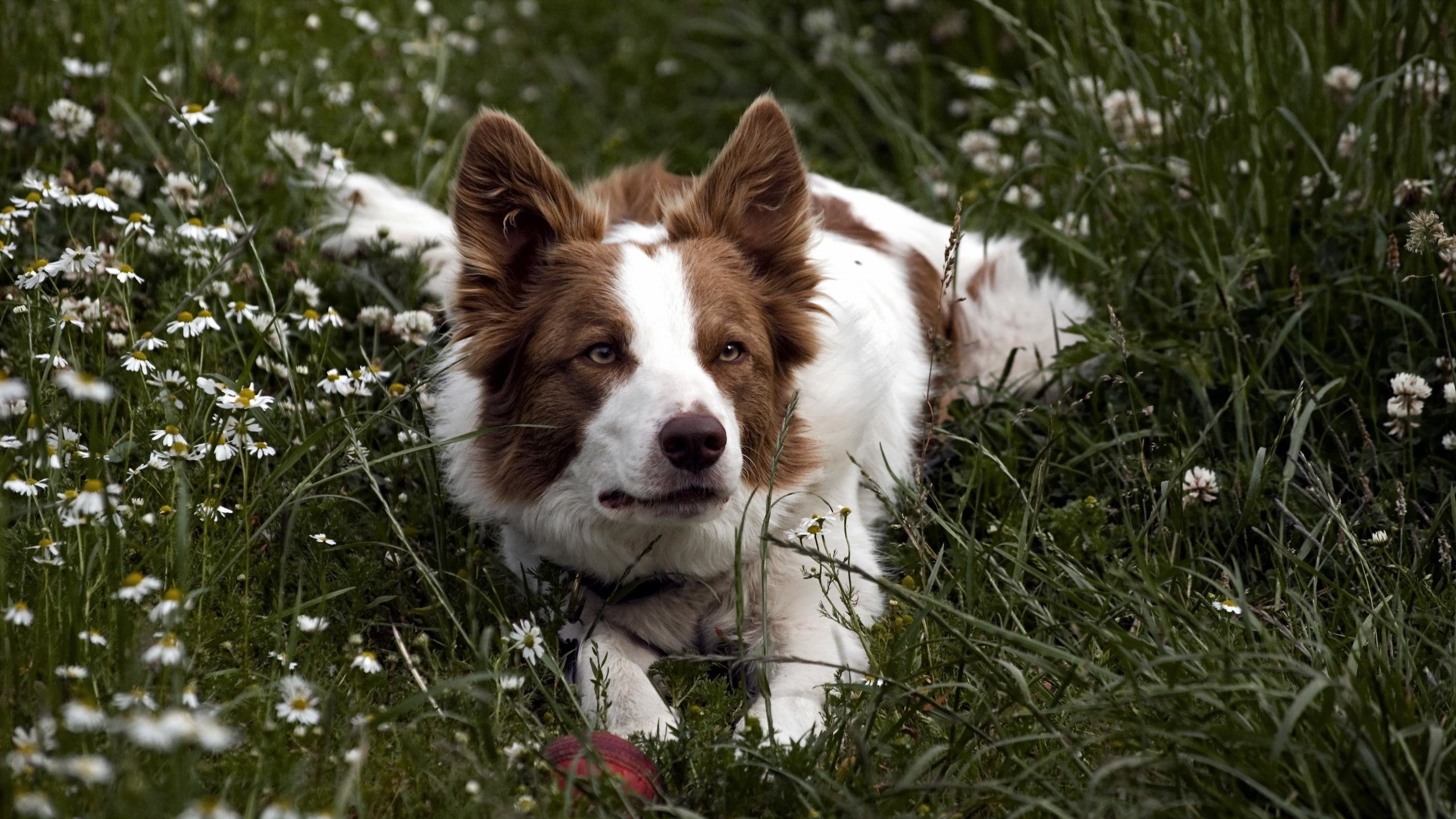 Free Border Collie high quality wallpaper ID:165934 for hd 2560x1440 computer