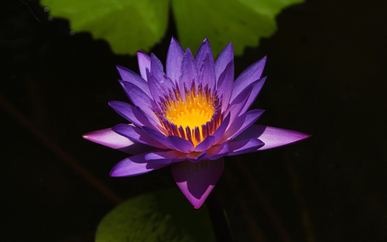 High resolution Water Lily hd 1280x800 wallpaper ID:366221 for PC