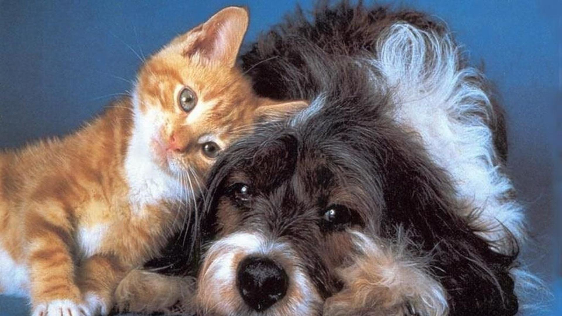 Download hd 1920x1080 Cat and Dog computer wallpaper ID:125378 for free