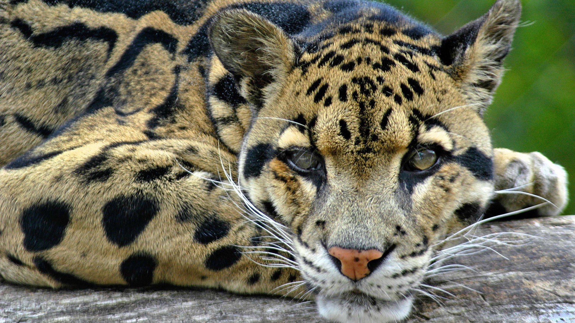 Best Clouded Leopard wallpaper ID:260364 for High Resolution full hd 1920x1080 computer