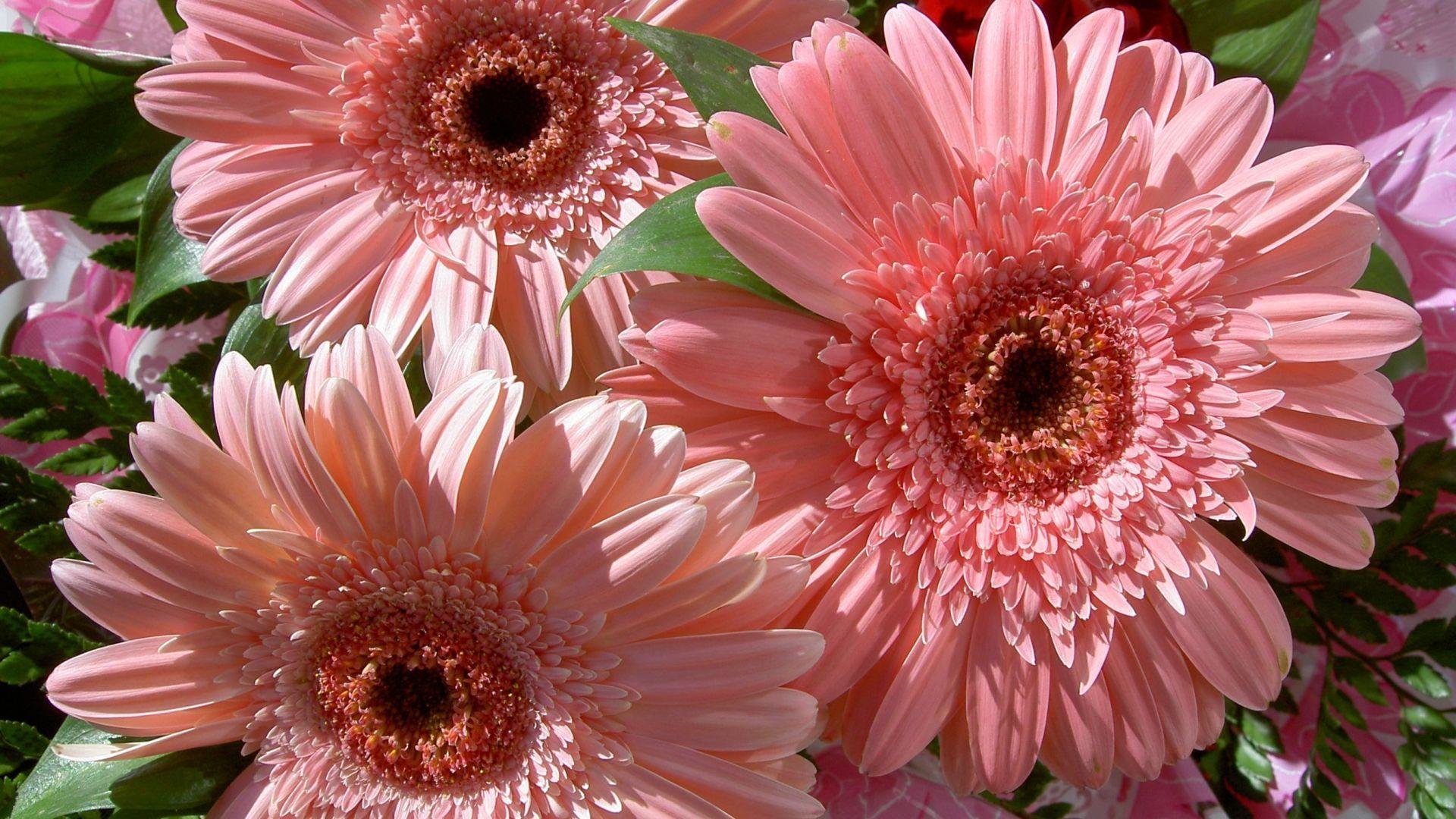 Free Gerbera high quality background ID:119508 for hd 1080p computer