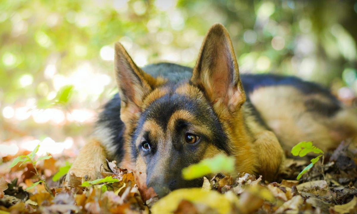 Awesome German Shepherd free background ID:111130 for hd 1200x720 PC