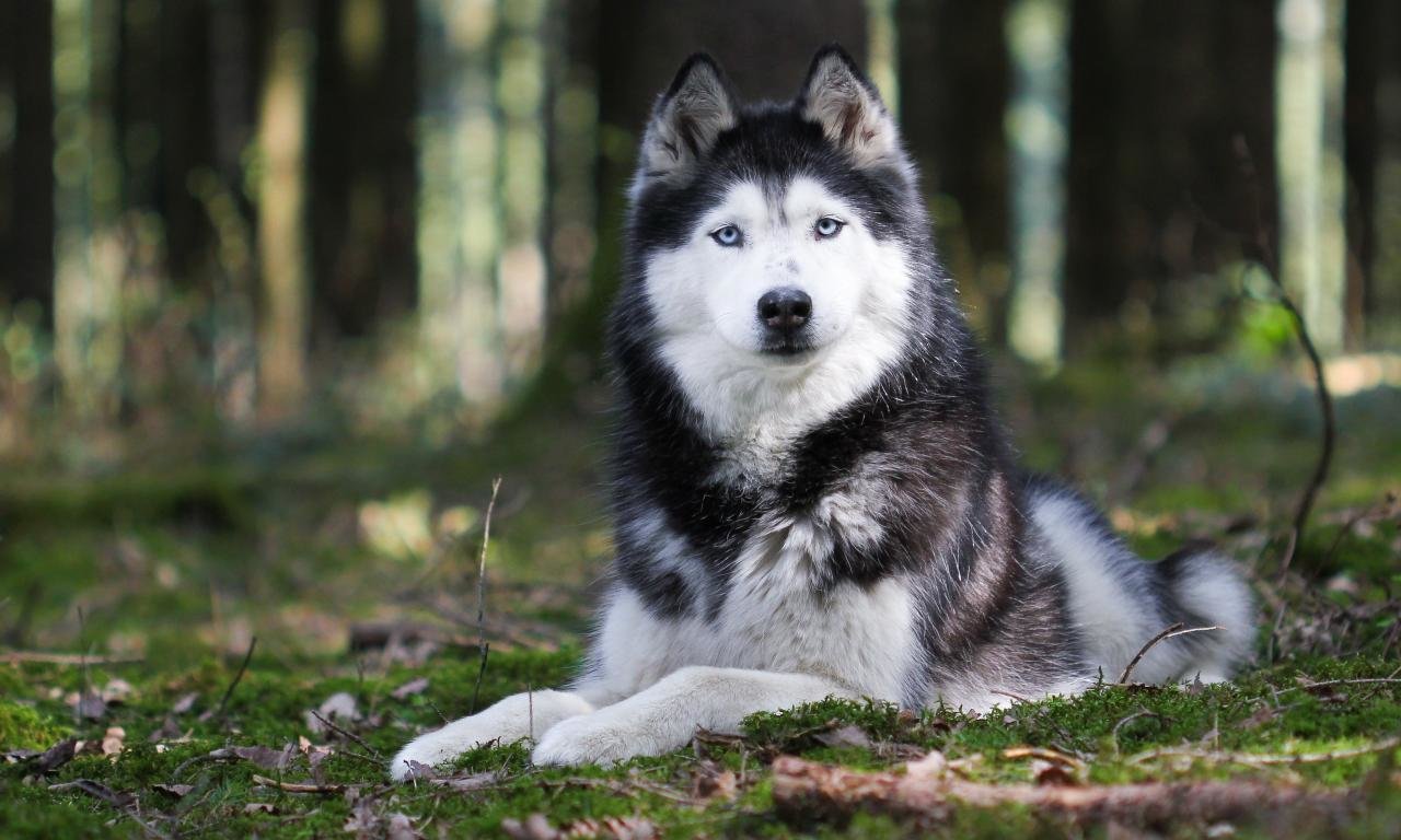 Best Husky background ID:198353 for High Resolution hd 1280x768 PC