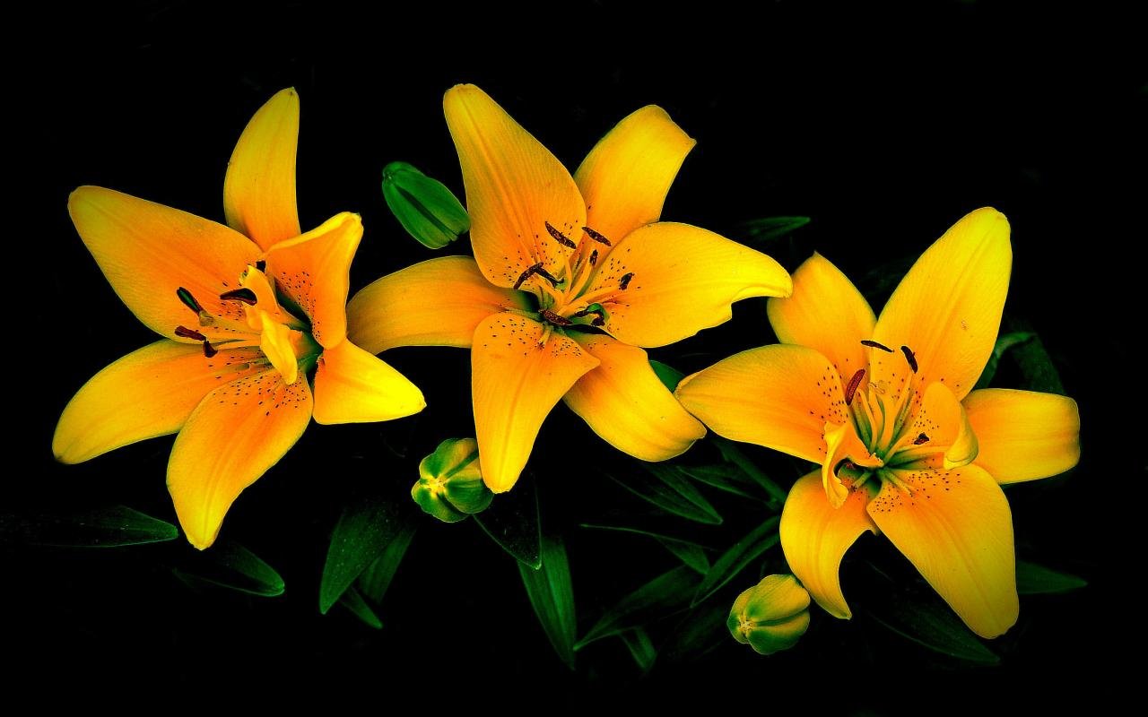 Awesome Lily free background ID:132000 for hd 1280x800 PC