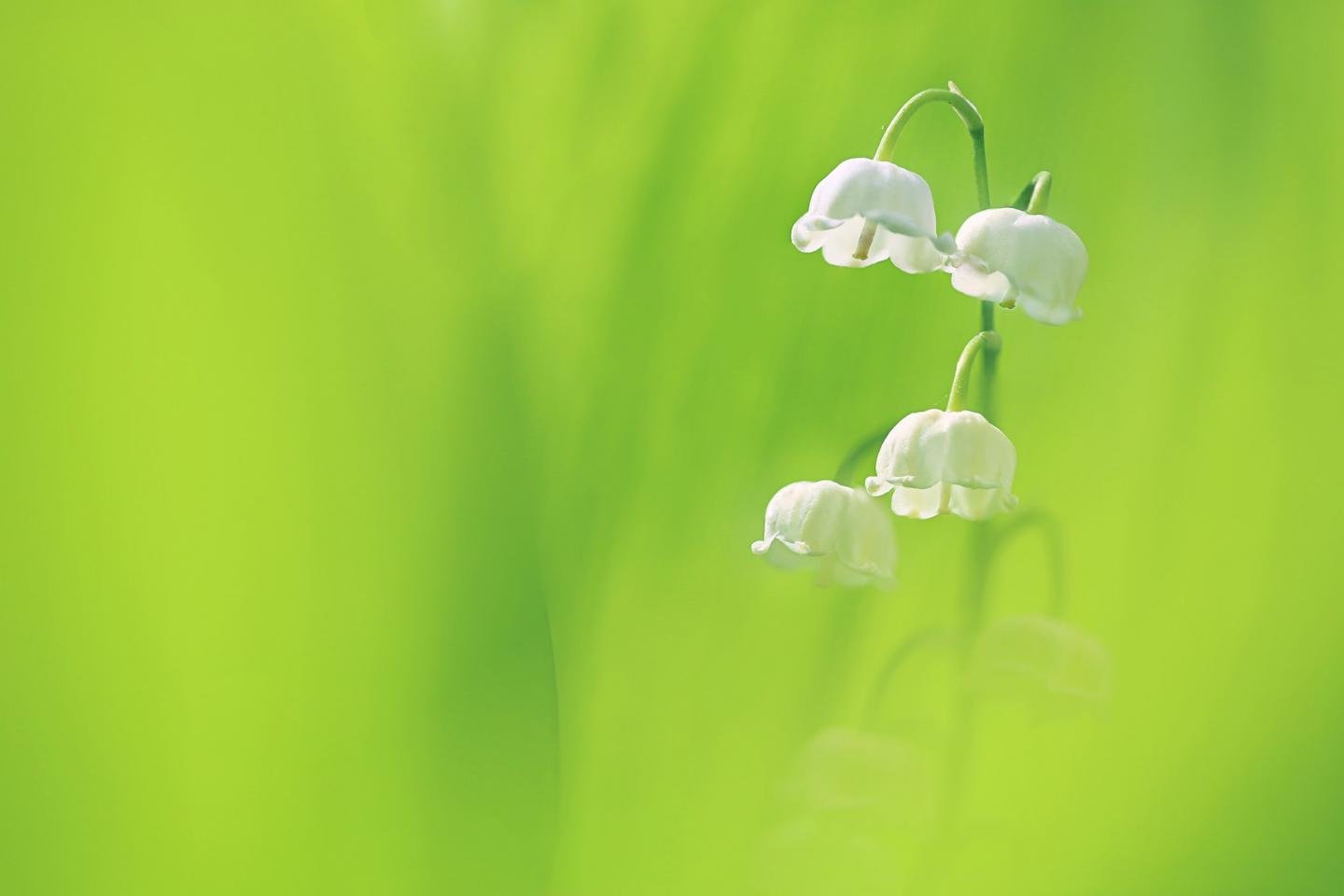 Download hd 1440x960 Lily Of The Valley PC background ID:358356 for free