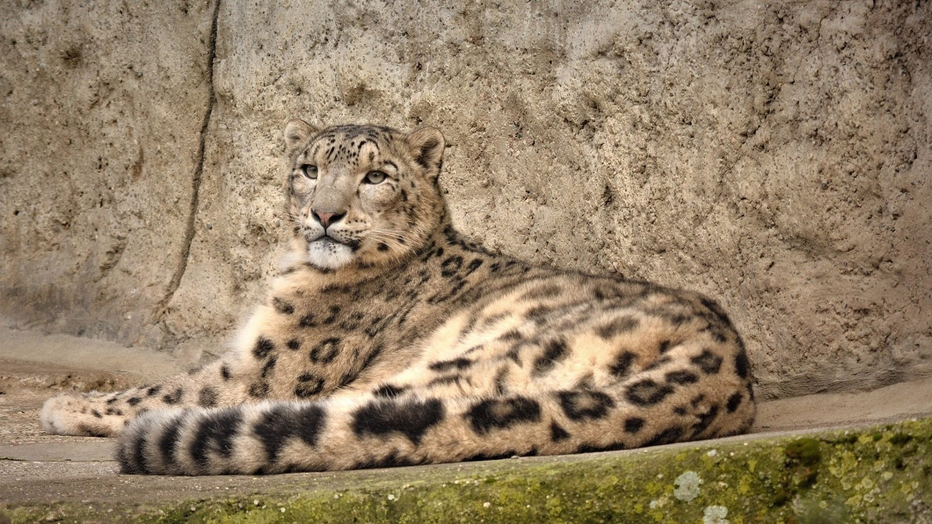 Best Snow Leopard background ID:34392 for High Resolution full hd 1920x1080 PC