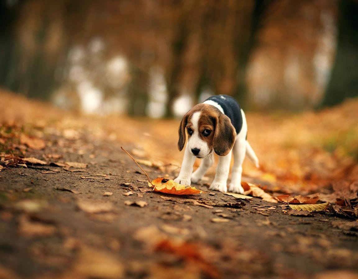 Best Beagle background ID:294271 for High Resolution hd 1152x900 computer