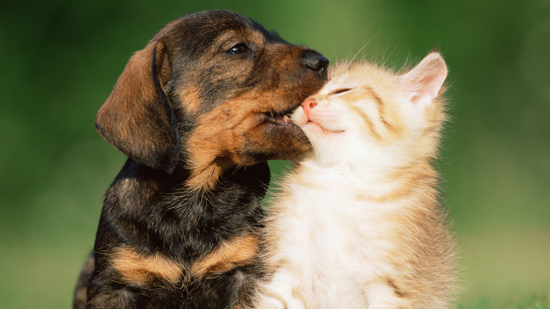 High resolution Cat and Dog full hd 1080p background ID:125330 for computer