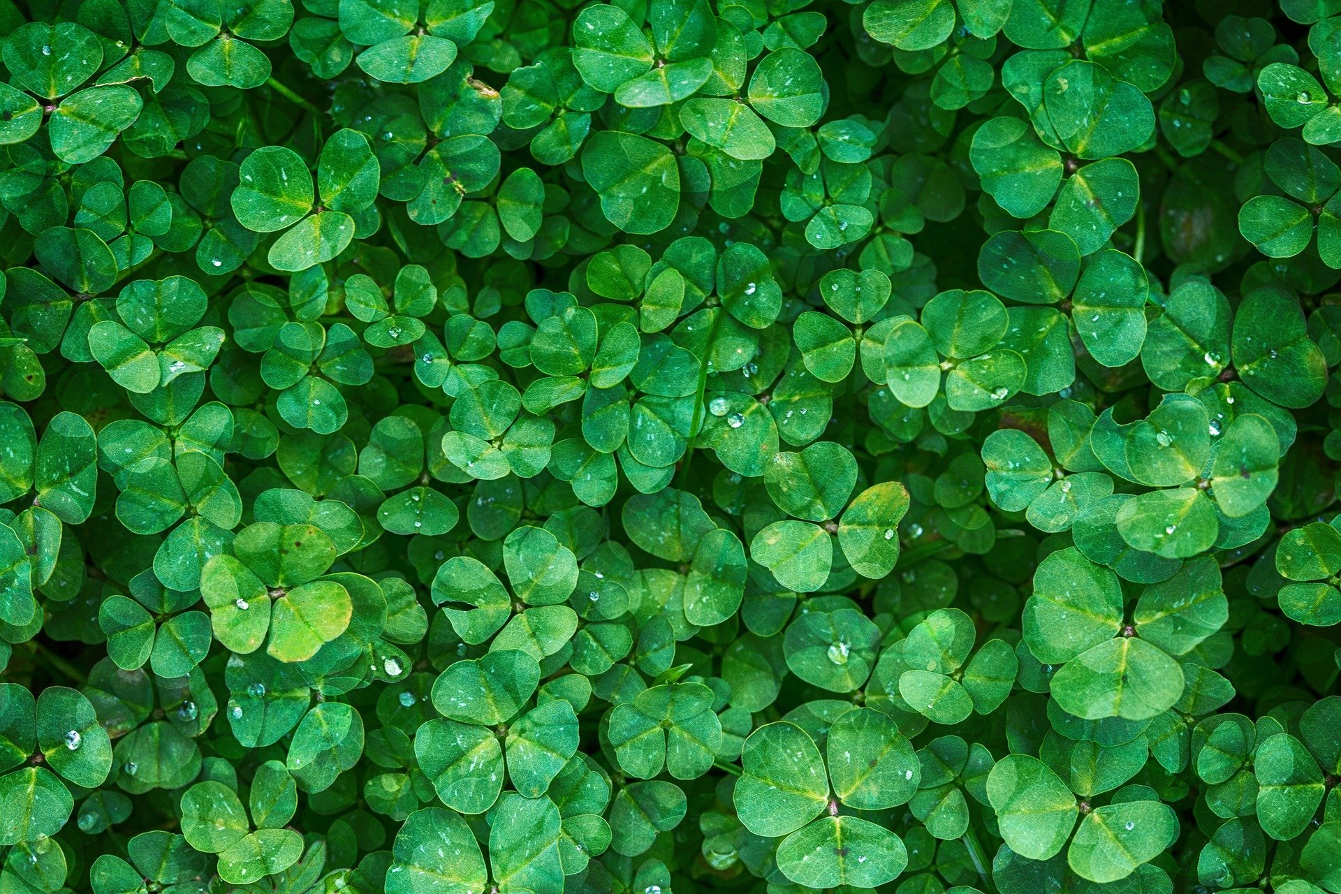 Download hd 1920x1280 Clover & shamrock PC background ID:65833 for free