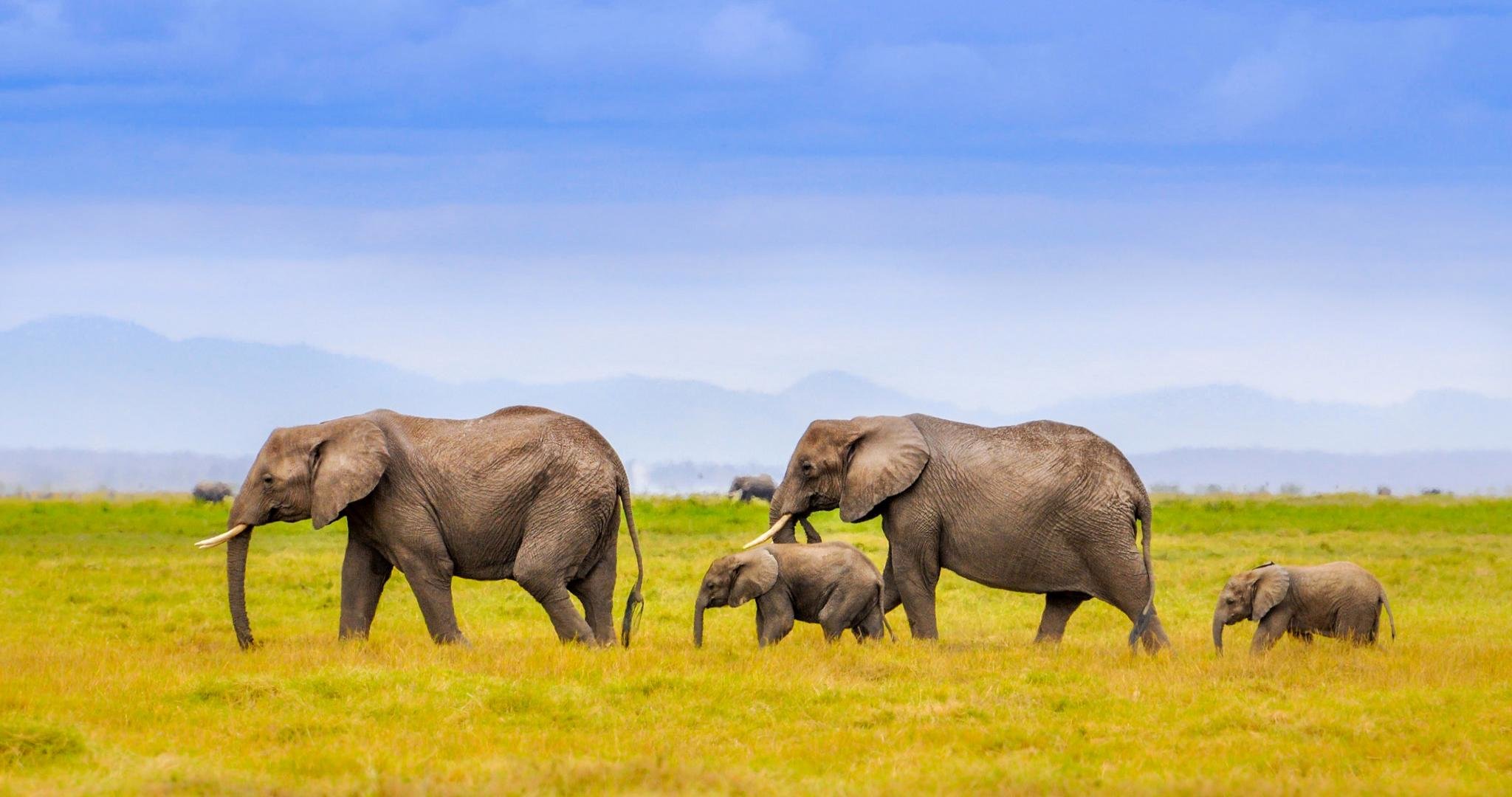Awesome Elephant free background ID:132938 for hd 2048x1080 desktop