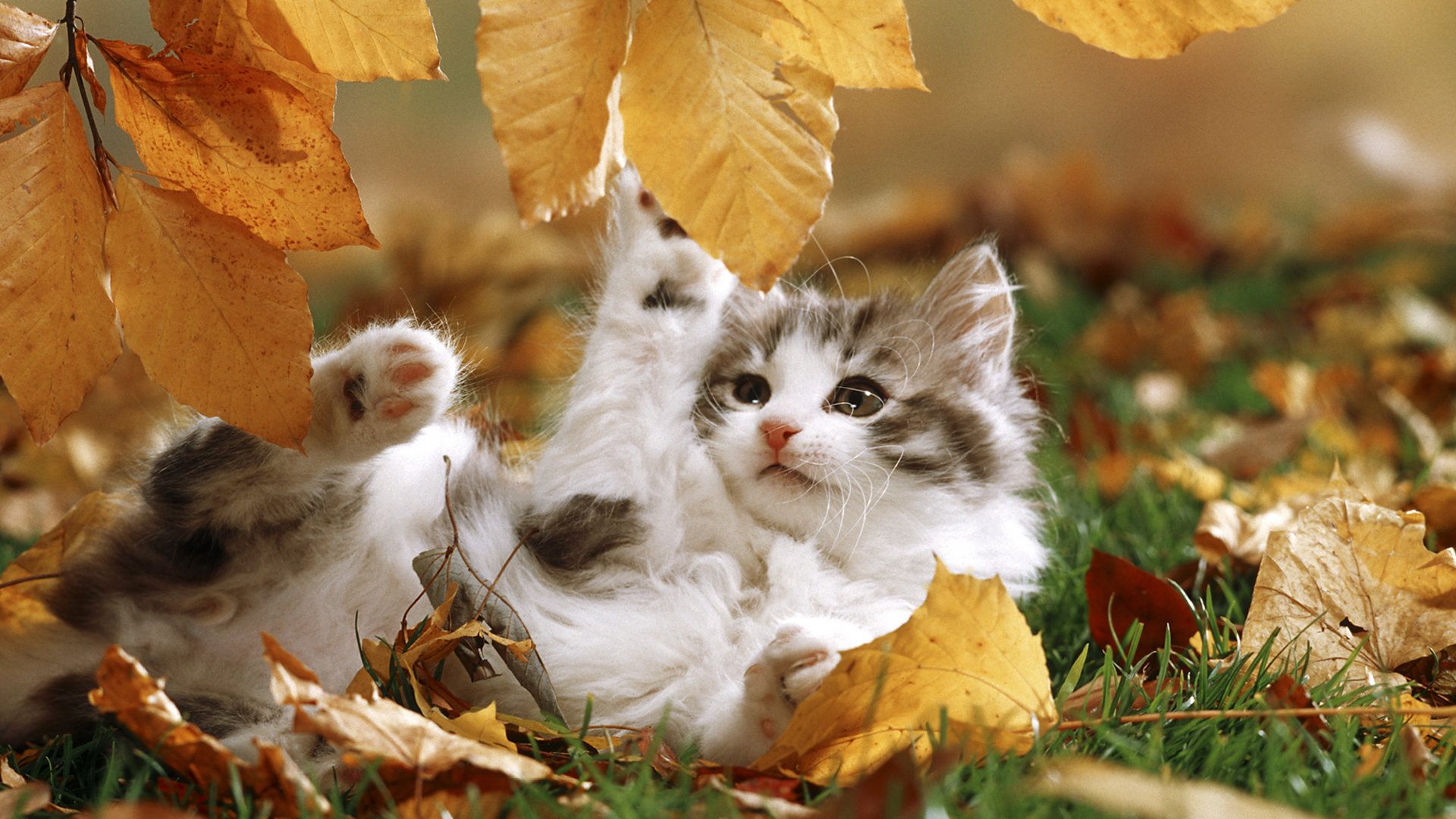 Download full hd Kitten computer background ID:427409 for free