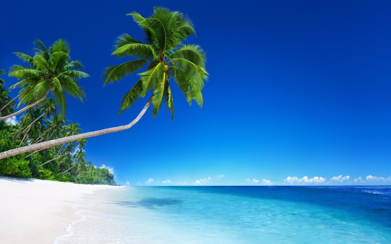 Awesome Palm Tree free wallpaper ID:407862 for hd 1280x800 PC