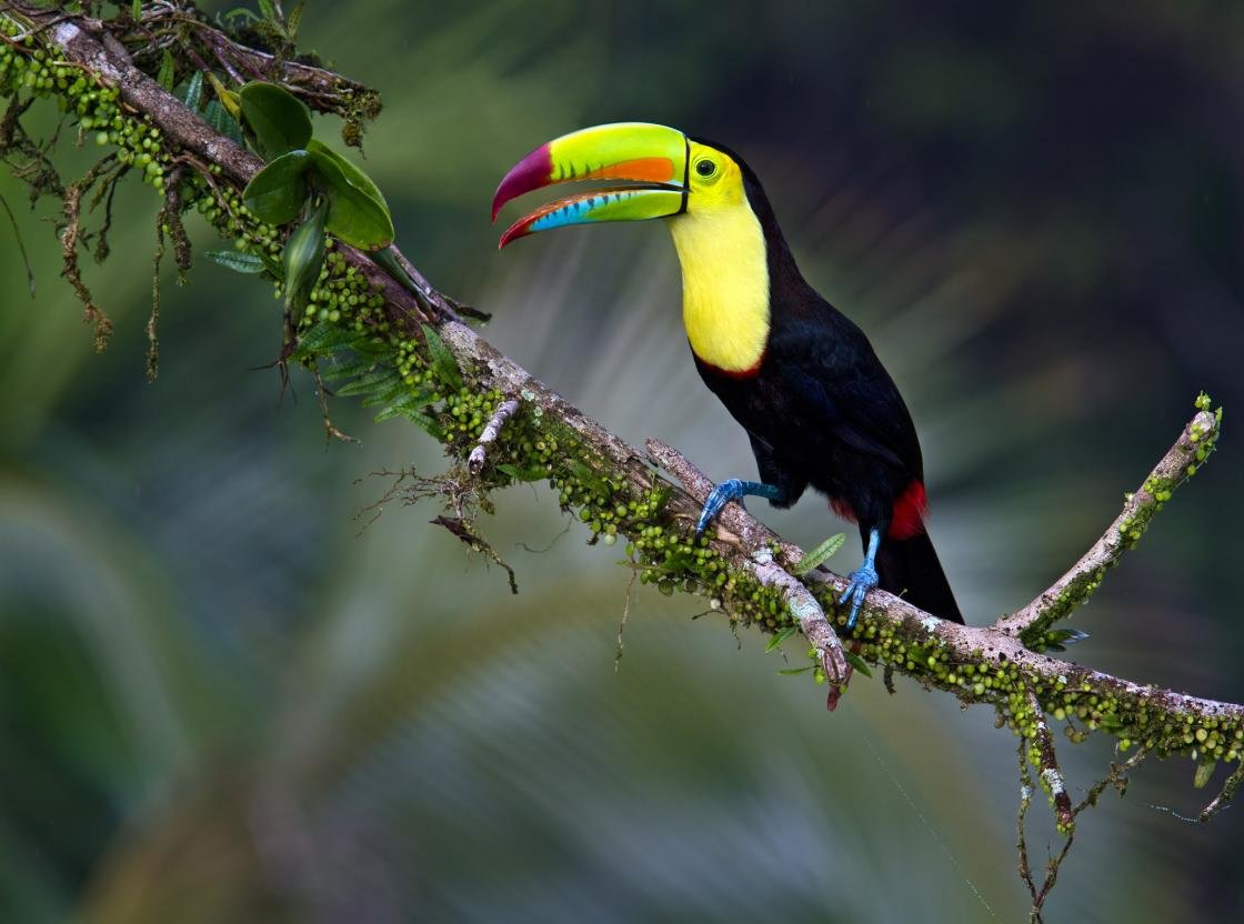 Awesome Toucan free wallpaper ID:57266 for hd 1120x832 desktop
