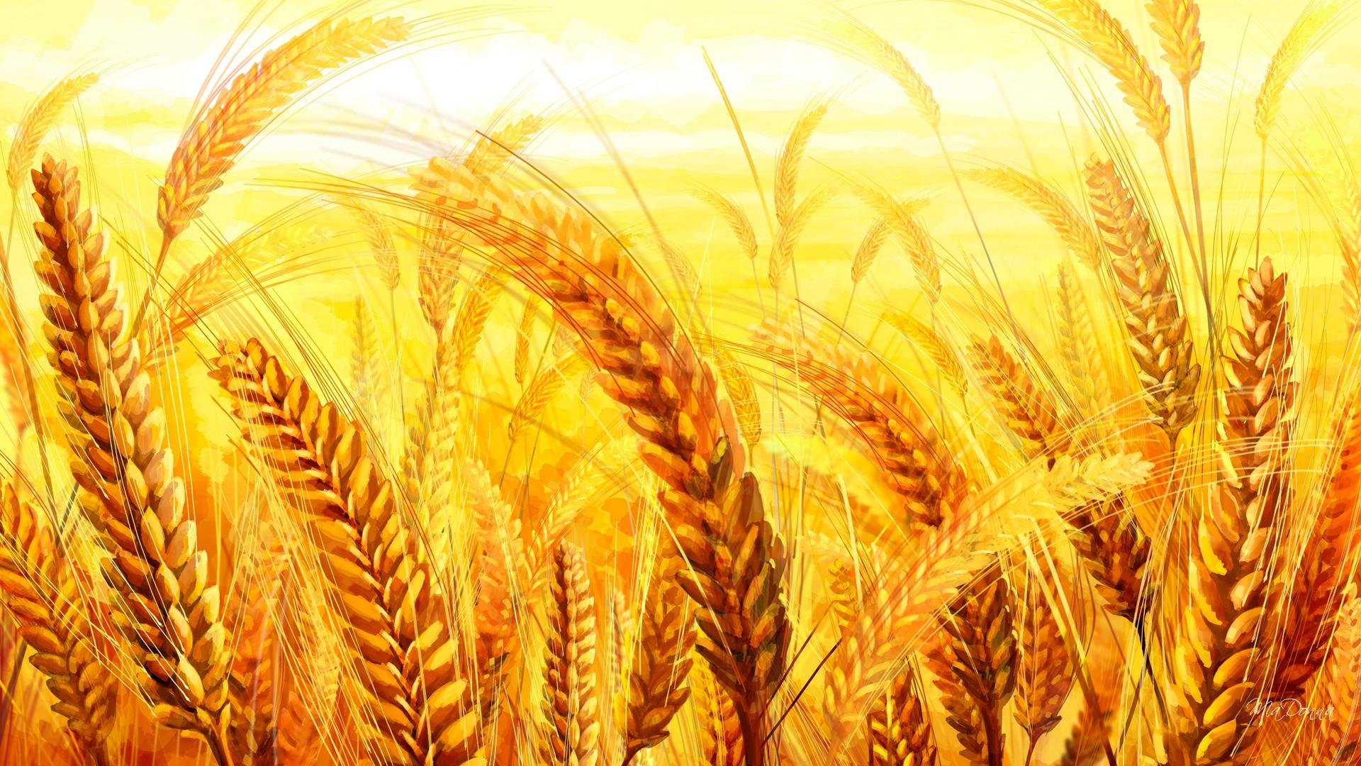 High resolution Wheat full hd 1920x1080 wallpaper ID:391918 for PC