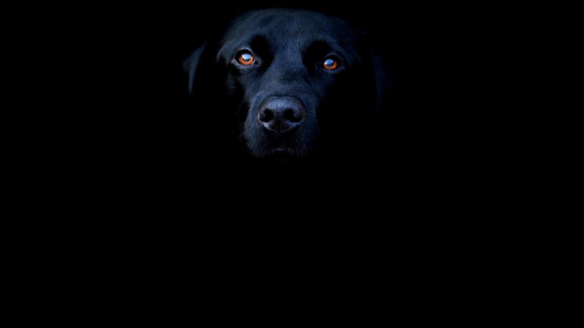 Awesome Labrador Retriever free wallpaper ID:47328 for full hd computer