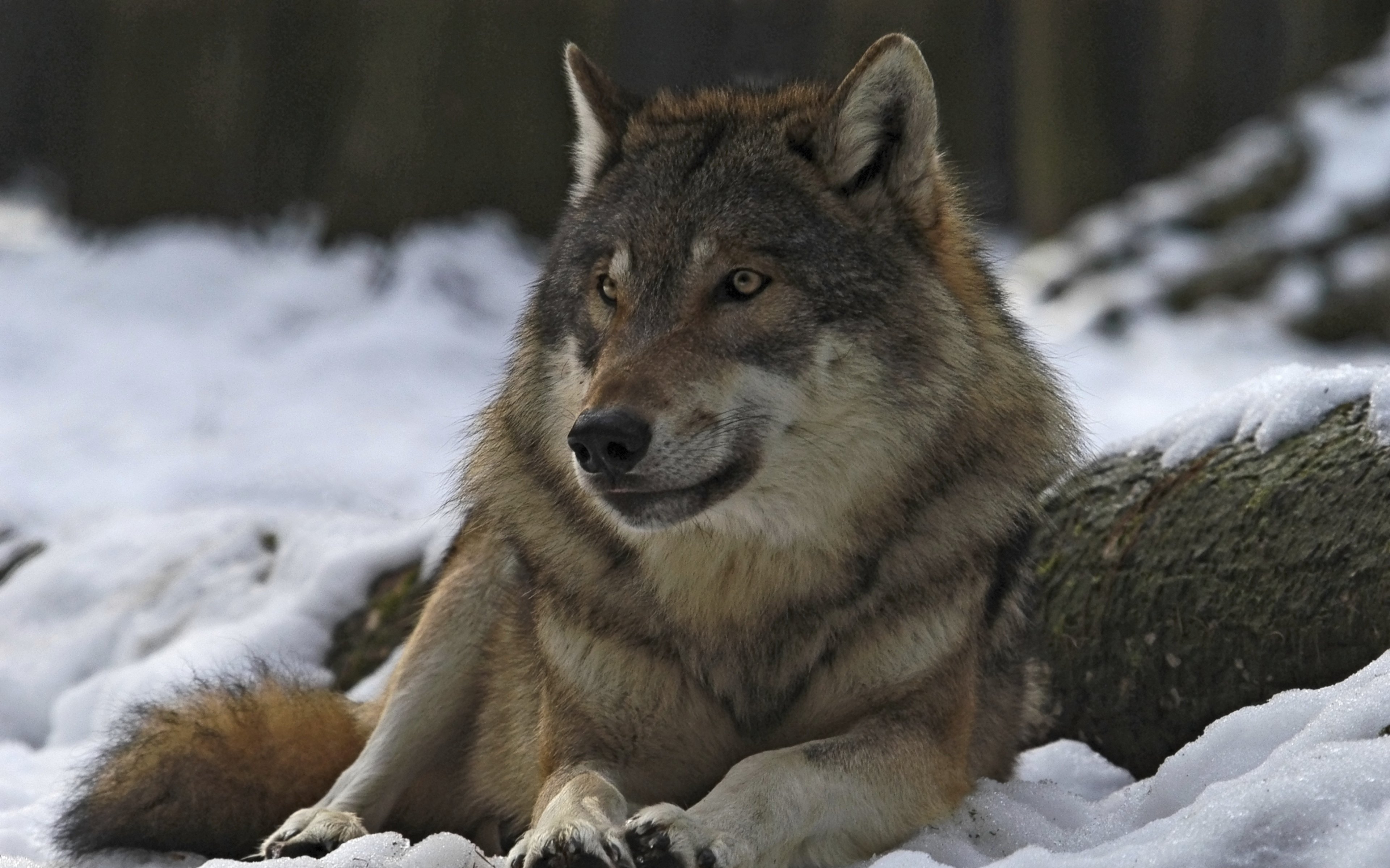 Free download Wolf background ID:117661 hd 3840x2400 for computer