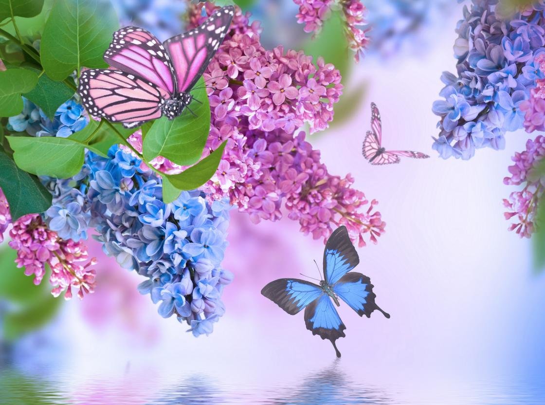 Free download Lilac background ID:276180 hd 1120x832 for computer