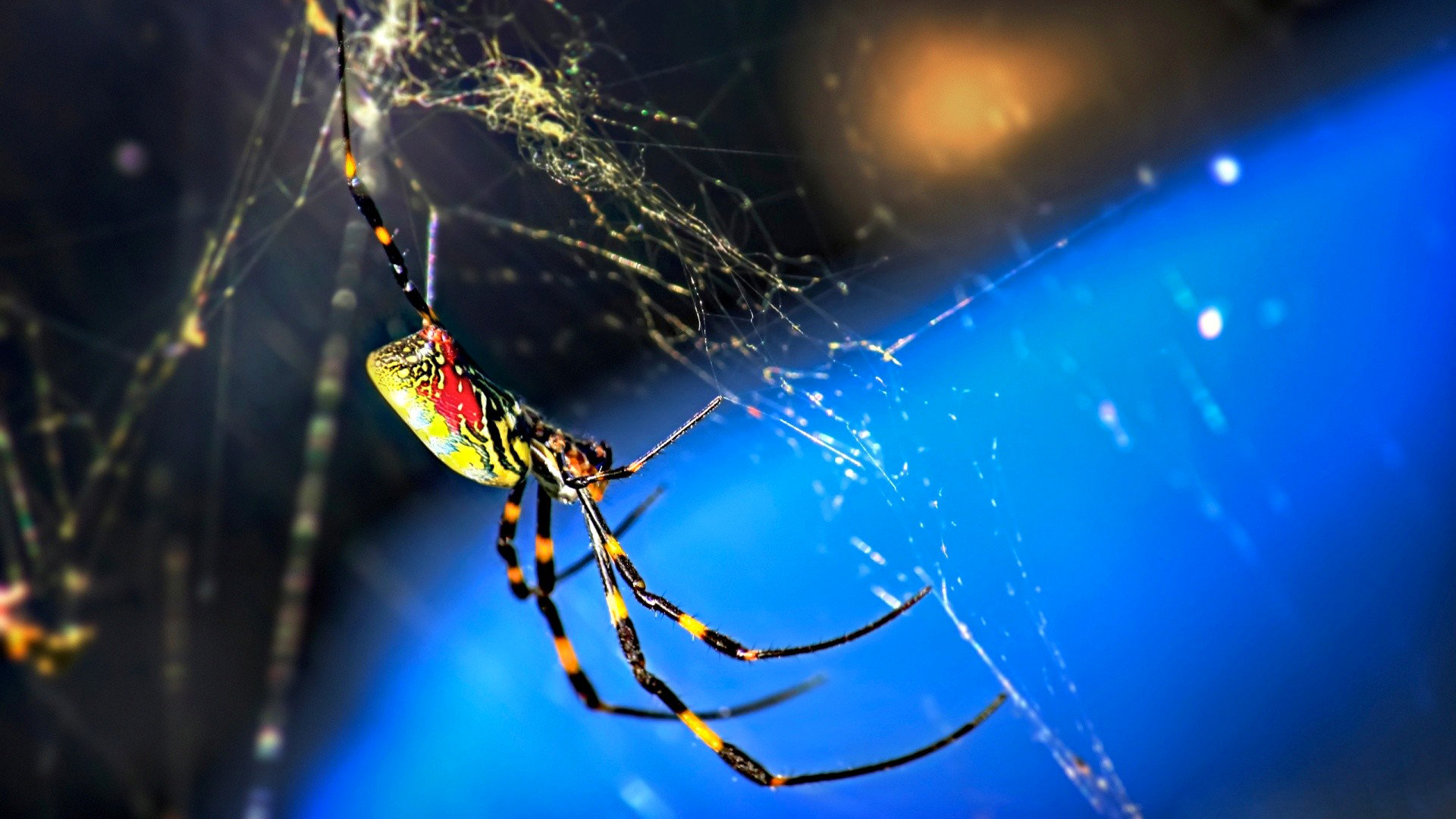 Free Spider high quality background ID:22220 for full hd 1080p desktop