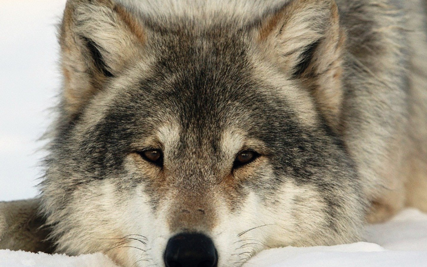 Free Wolf high quality background ID:118411 for hd 1440x900 computer