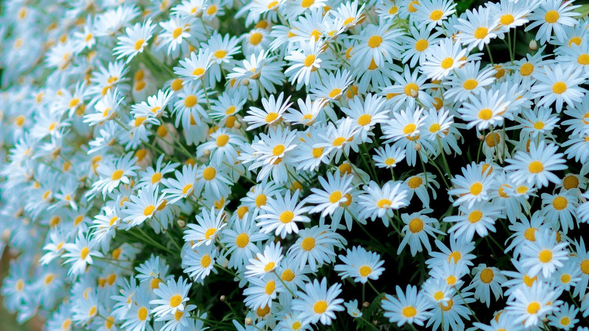 Free Daisy high quality background ID:363412 for hd 1920x1080 computer