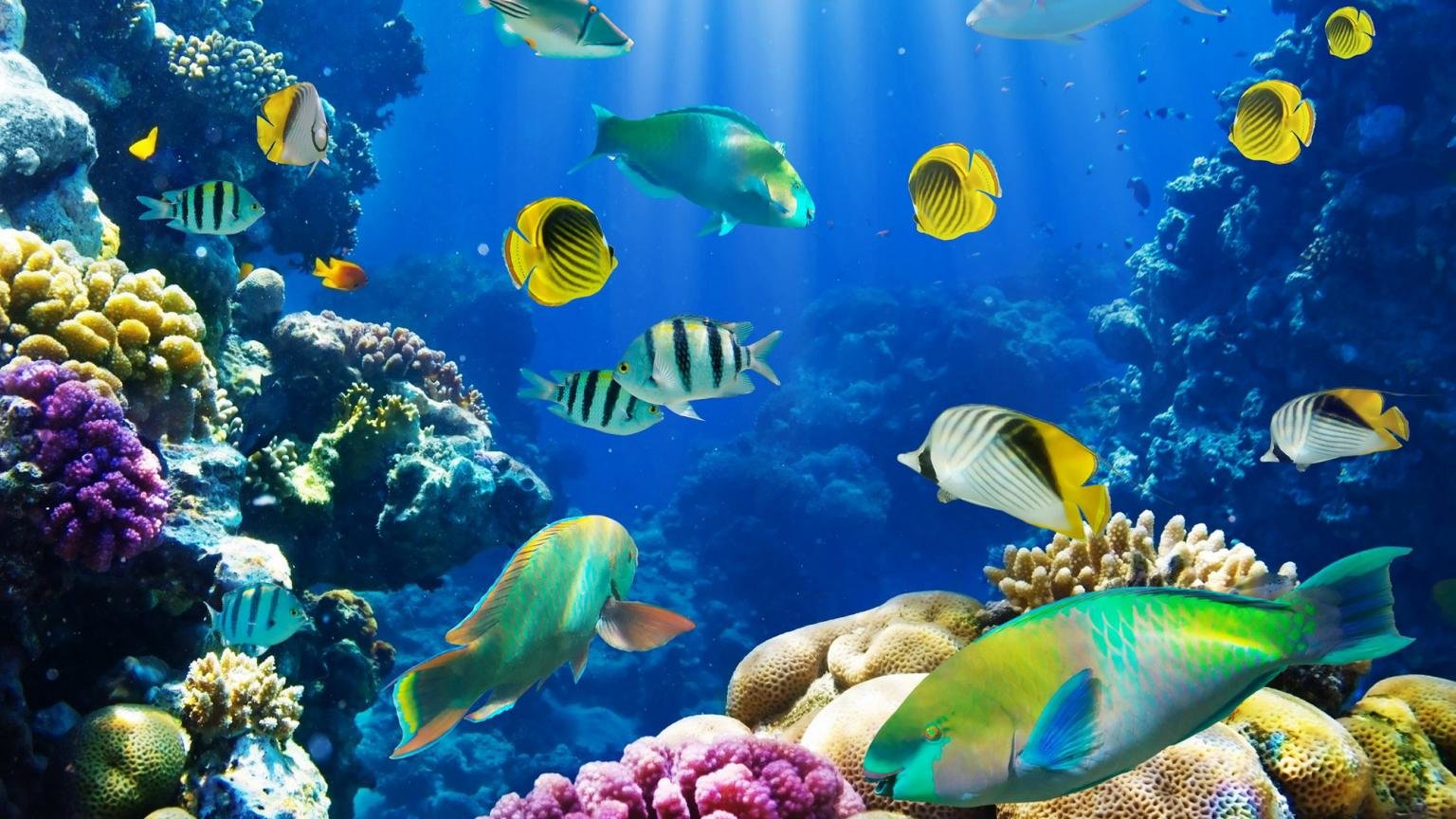 Download hd 1536x864 Fish computer background ID:66349 for free